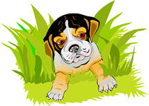 puppy