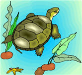 turtle